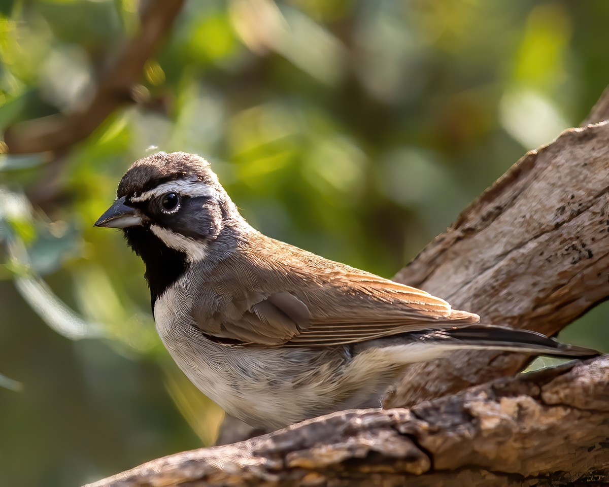 Sparrows, Titmice, Finches - Texas Photo Man